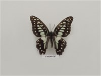 藏品(木蘭青鳳蝶)的圖片